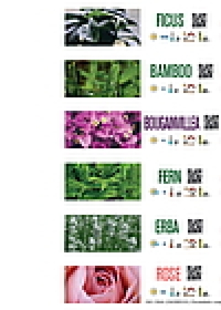 Floralabels Etiquetas de lazo 33x250 mm, 6 por hoja OKIMED32